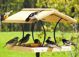 birds feeding